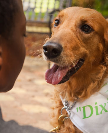 Youth Haven Animal Assisted Therapy Dog Dixie | Youth Haven SWFL